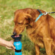 Portable Doggy Bottle